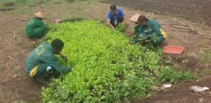 Read more about the article SMKN 7 AGROBISNIS DAN AGROTEKNOLOGI JAYAPURA #2